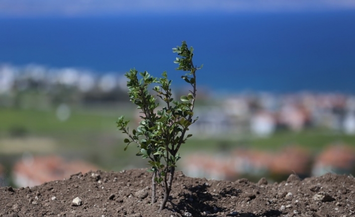 Çeşme’nin dağlarından ve ovalarından sakız damlayacak