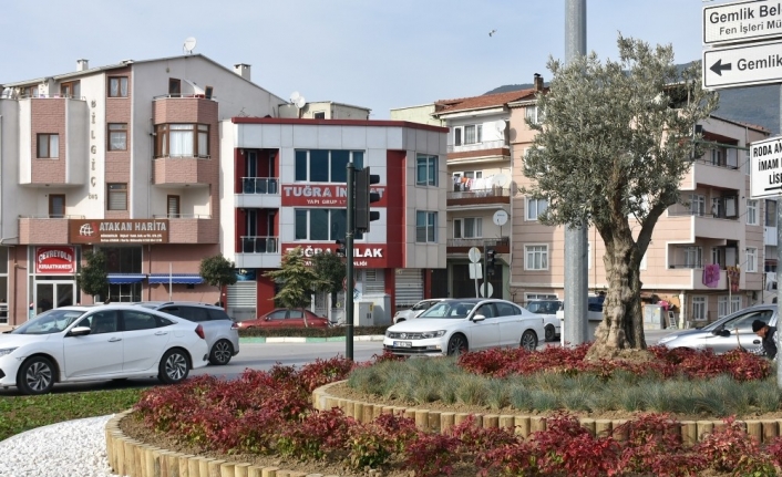 Gemlik’te refüjler zeytinle renkleniyor