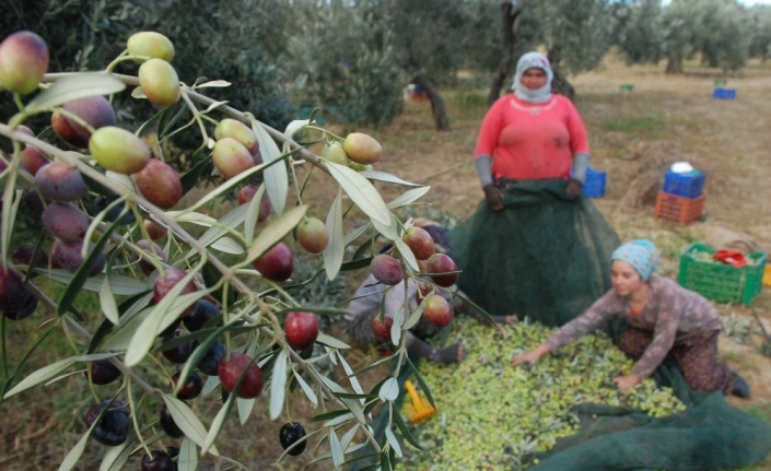 İlaçlama yok, kalite var