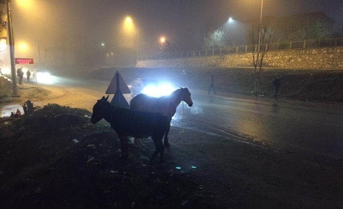 İnegöl’de başı boş atlar tehlike saçıyor