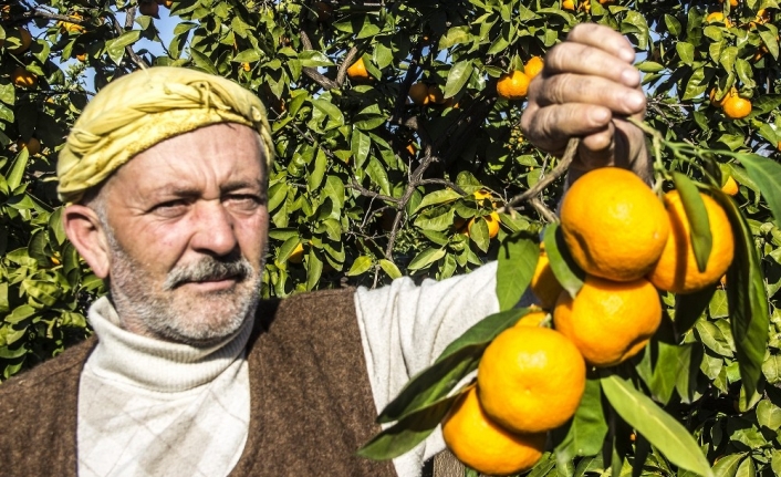 (Özel) 50 yıl önce Balıkesir’de hobi diye başlayan mandalina üretimi dev bir sektör oldu