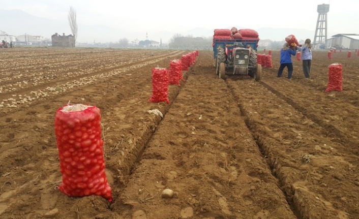 Patates üreticisi fiyattan memnun değil