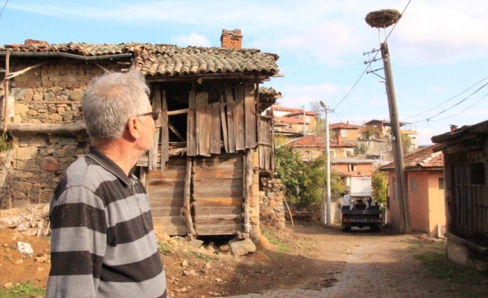 Profesör leylek yuvalarını temizledi