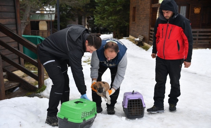 Uludağ’da yavru köpekler donmaktan kurtarıldı