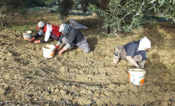 Zeytinde makineli hasat verimi artırdı