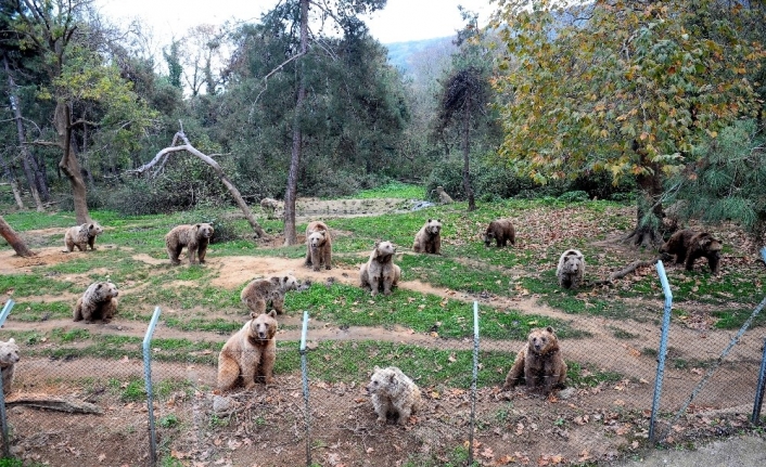 Ayıları kış uykusu tutmadı