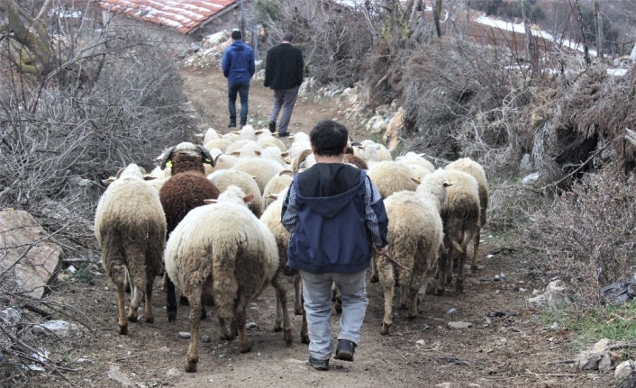 Boyundan büyük koyunlara çobanlık yapıyor