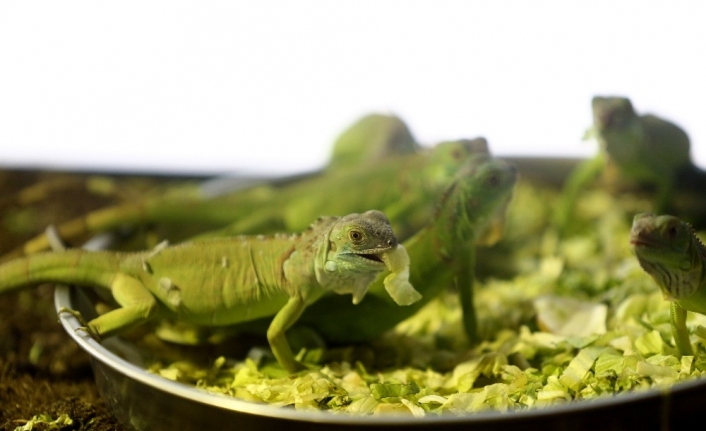 Bursa’da iguanaların beslenme saati