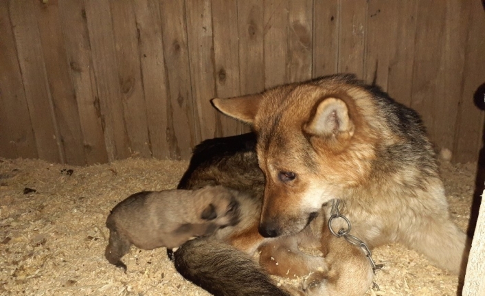 Donmak üzere olan yavru köpekler kurtarıldı