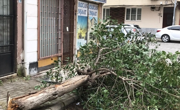 Edremit’te poyraz fırtınası çatıları uçurdu, ağaçları devirdi