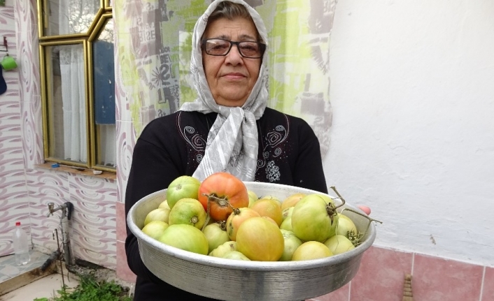 Evinin önüne ektiği domatesten Ocak ayına kadar ürün topladı