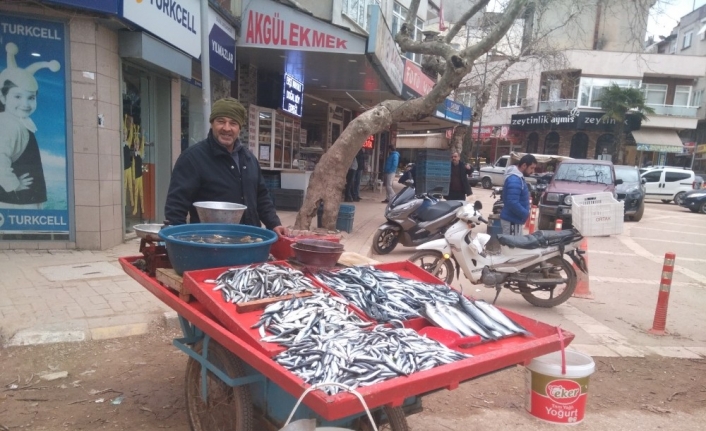 Hamsi bollaştı, tezgahlarda fiyatlar düştü