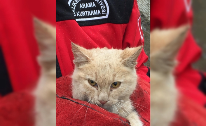 Kanala düşen yavru kedi kurtarıldı