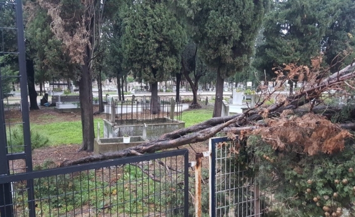 Karacabey’de fırtına ağaçları devirdi