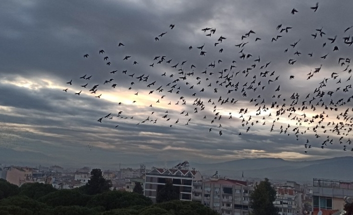 Ödemiş’te binlerce sığırcık kuşundan görsel şov
