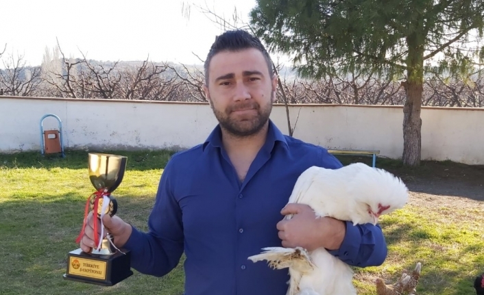Osmanlı süs tavuğu ve horozu yarışmasında Çanakkale’ye Türkiye birinciliği geldi