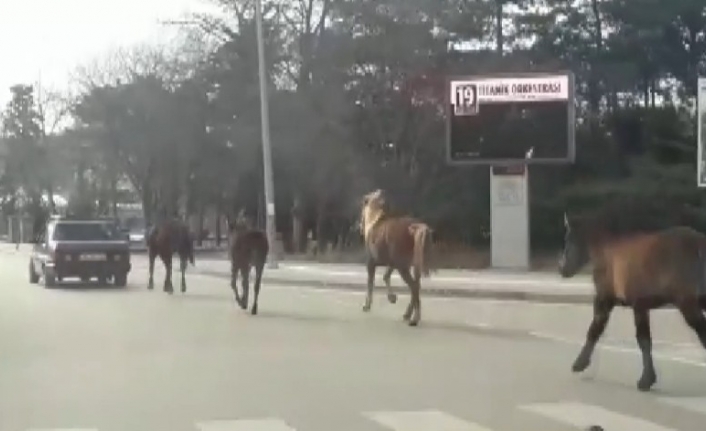 Otomobile bağladığı atları asfaltta metrelerce koşturdu