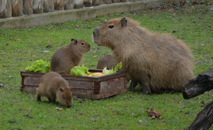 Dünyaya gözlerini açan 3 kapibara hayvanat bahçesinin maskotu oldu
