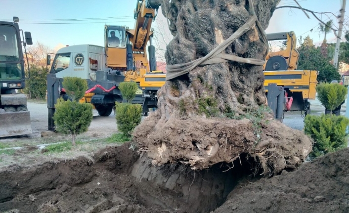 Bin yıllık zeytin ağacı yeni yerine taşındı