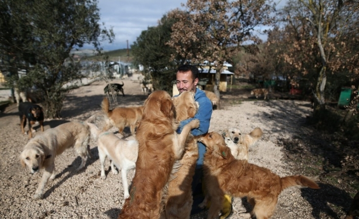 Sahipsiz köpek bırakmadı