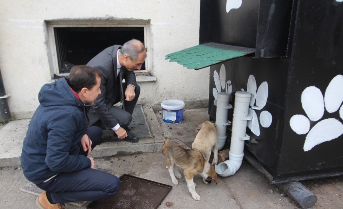 Kalorifer kazanı köpeklere sıcacık yuva oldu