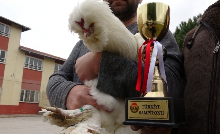 Türkiye şampiyonu Osmanlı horozu ‘Pusat’a paha biçilemiyor