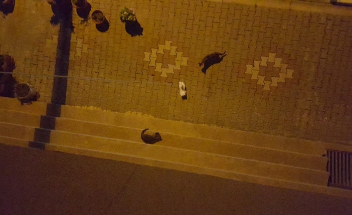 Sokak kedilerinin oyuncak kediyle imtihanı