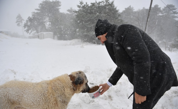 Uludağ’daki aç hayvanların imdadına Osmangazi yetişti