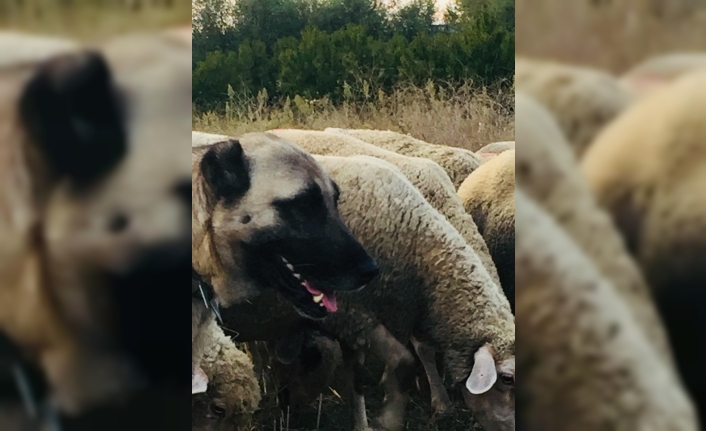 10 bin liralık kangalı çaldılar, bulana kuzu hediye edecek