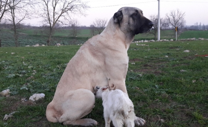 Annesi ölen keçiye köpek sahip çıktı, her gün emziriyor