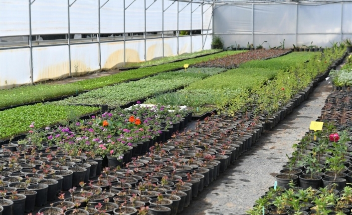 Aromatik bitki yetiştiriciliği kursu başvuruları başlıyor