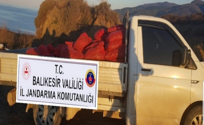 Bandırma’da bin 600 kilo kaçak midye yakalandı
