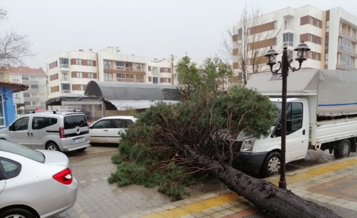 Çanakkale’de fırtına çam ağacını devirdi, 2 araç hasar gördü