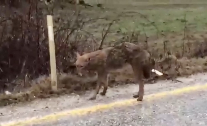 Çanakkale’de yol kenarında bitkin duran çakal köylüleri korkuttu