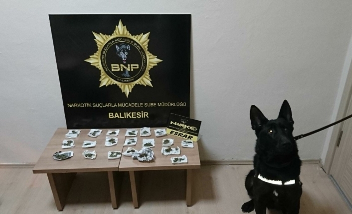 Dedektör köpek Baht’dan bingo