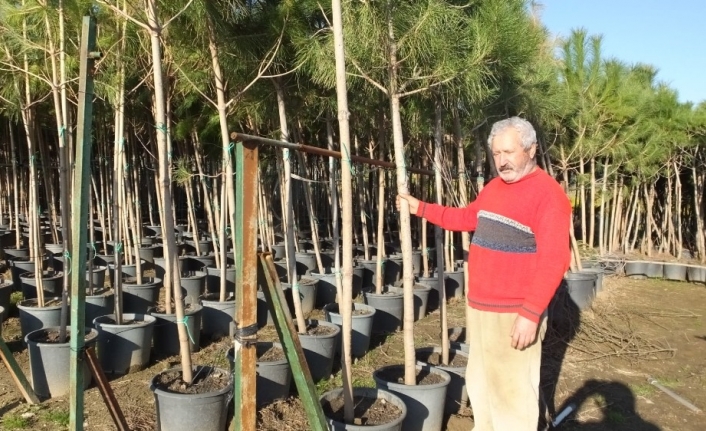 Emekli banka müdürü en büyük fıstıkçamı üreticisi oldu