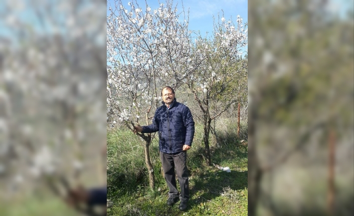 İzmir’de badem ağacı çiçek açtı