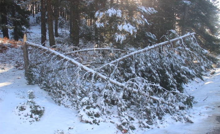 Kar ve fırtına ağaçları kırdı