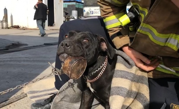 Konserve kutusuna dili sıkışan köpeği itfaiye kurtardı