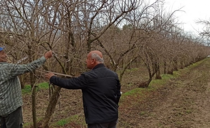 Ödemiş’te budama zamanı