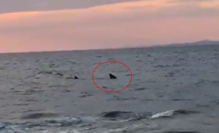 Saros Körfezi’nde kıyıya 15 metre kala köpekbalığı paniği
