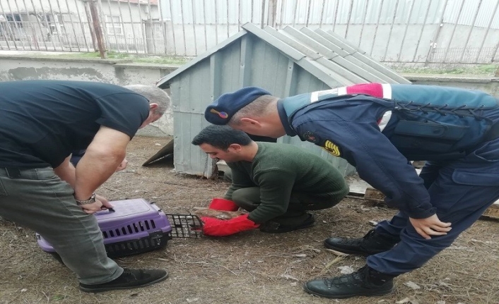 Yaralı bulunan kızıl şahin tedavi edilerek doğaya salındı