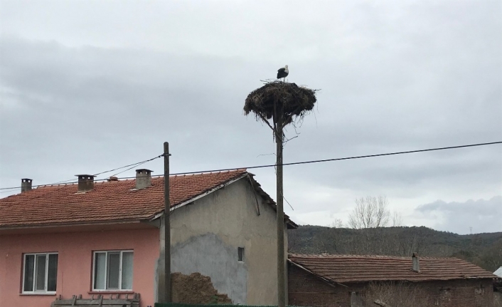Baharın müjdecisi leylekler kendini Çanakkale’de gösterdi