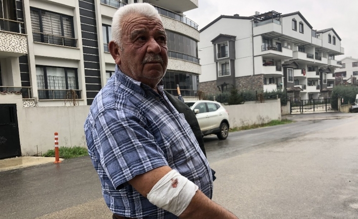 Başıboş köpekler yaşlı adama saldırdı, hastanelik etti
