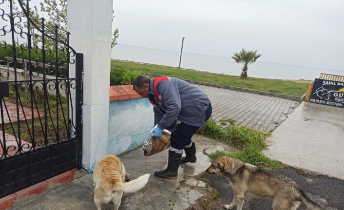 Burhaniye’de Belediye sokak hayvanlarına sahip çıktı