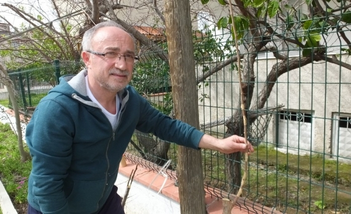 Burhaniye’de meyve ağaçlarında aşı zamanı