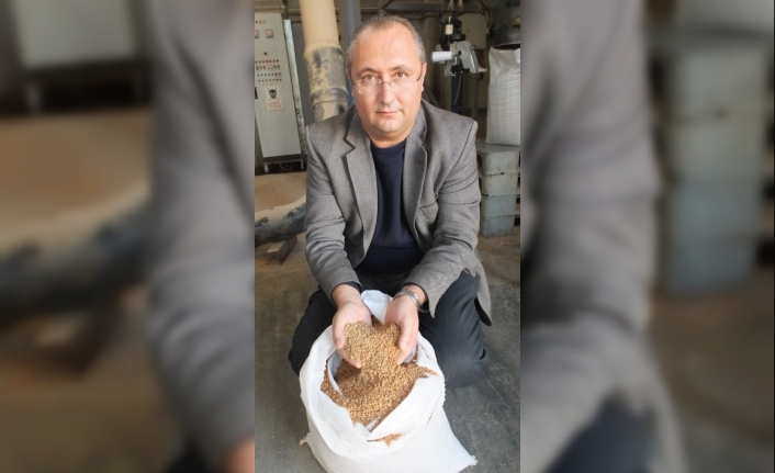 Burhaniye’de zeytin çekirdeğine Almanya’dan talep var