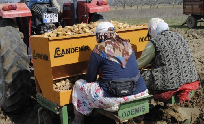 Bursa’da patates ekimi başladı