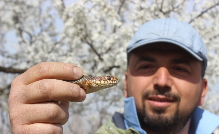 Doğaya çıkacaklar dikkat...Yılanlar bu yıl erken uyandı