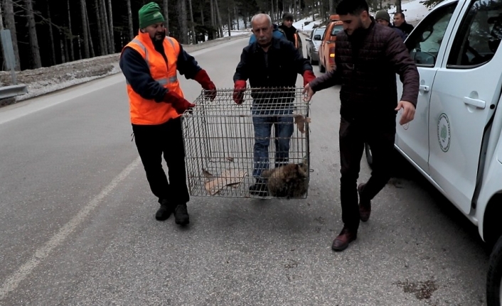 (Özel) Uludağ’da otomobil çarptı...Yaralı tilkiyi böyle kurtardılar